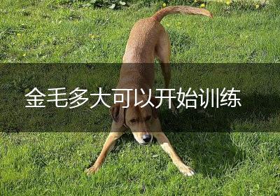 金毛多大可以开始训练