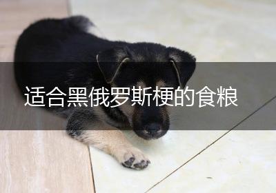 适合黑俄罗斯梗的食粮