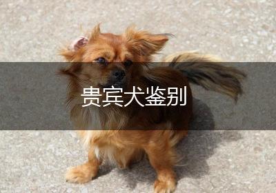 贵宾犬鉴别