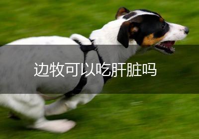 边牧可以吃肝脏吗