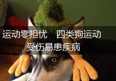 运动零担忧　四类狗运动受伤易患疾病