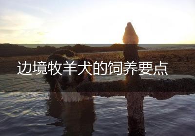 边境牧羊犬的饲养要点