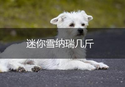 迷你雪纳瑞几斤