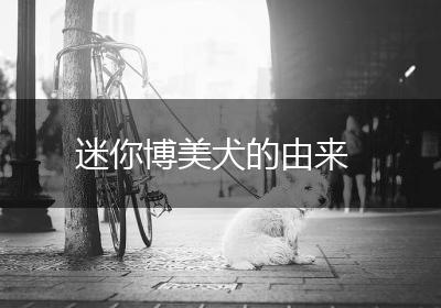 迷你博美犬的由来