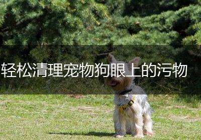 轻松清理宠物狗眼上的污物