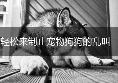 轻松来制止宠物狗狗的乱叫