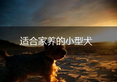 适合家养的小型犬