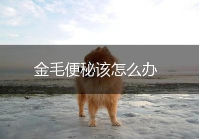 金毛便秘该怎么办