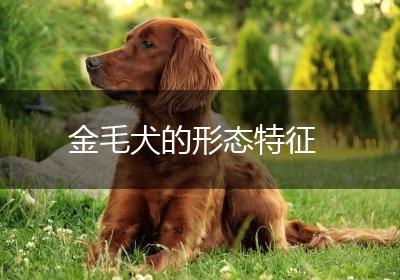 金毛犬的形态特征
