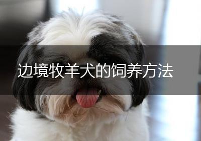 边境牧羊犬的饲养方法