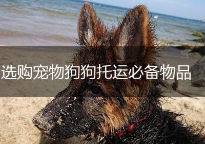 选购宠物狗狗托运必备物品
