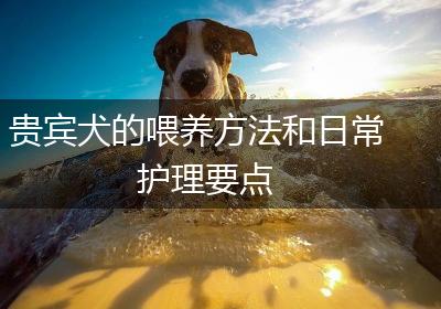 贵宾犬的喂养方法和日常护理要点