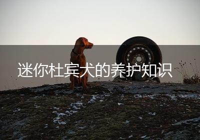 迷你杜宾犬的养护知识