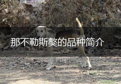 那不勒斯獒的品种简介