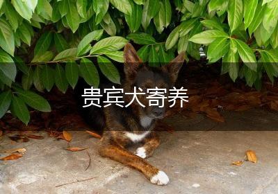 贵宾犬寄养