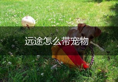 远途怎么带宠物