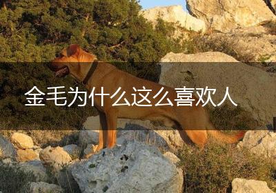 金毛为什么这么喜欢人