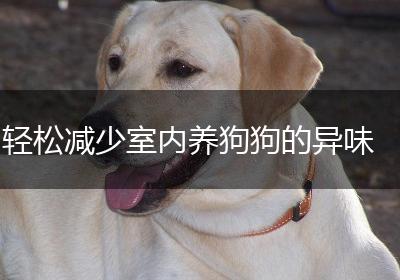 轻松减少室内养狗狗的异味