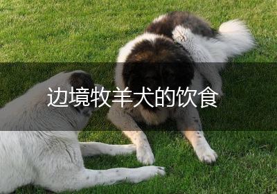 边境牧羊犬的饮食