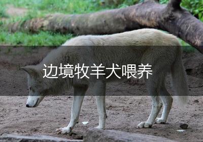 边境牧羊犬喂养