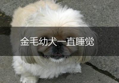 金毛幼犬一直睡觉