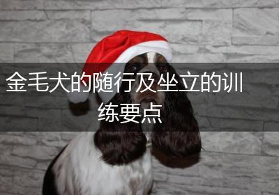 金毛犬的随行及坐立的训练要点
