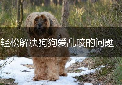 轻松解决狗狗爱乱咬的问题