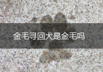 金毛寻回犬是金毛吗