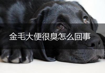 金毛大便很臭怎么回事