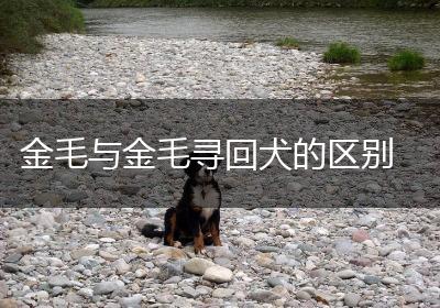 金毛与金毛寻回犬的区别