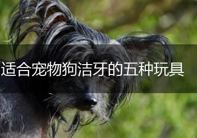 适合宠物狗洁牙的五种玩具