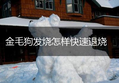 金毛狗发烧怎样快速退烧
