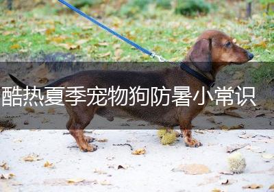 酷热夏季宠物狗防暑小常识