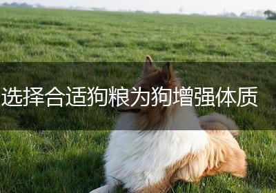 选择合适狗粮为狗增强体质