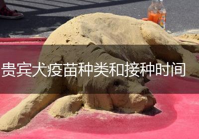 贵宾犬疫苗种类和接种时间