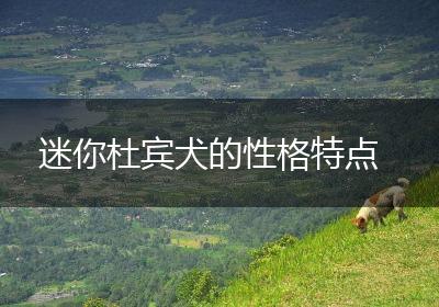 迷你杜宾犬的性格特点