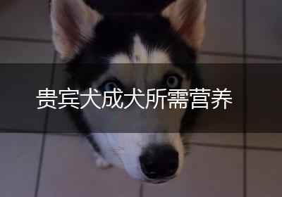 贵宾犬成犬所需营养