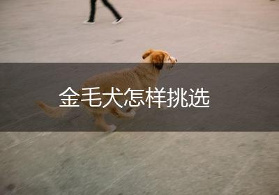 金毛犬怎样挑选