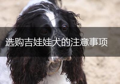 选购吉娃娃犬的注意事项