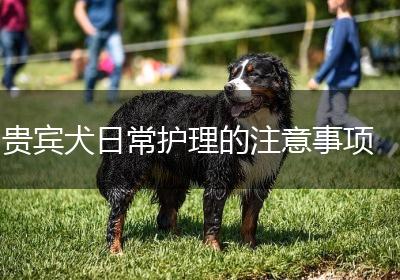 贵宾犬日常护理的注意事项