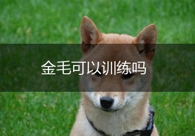 金毛可以训练吗