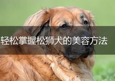 轻松掌握松狮犬的美容方法