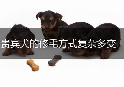 贵宾犬的修毛方式复杂多变