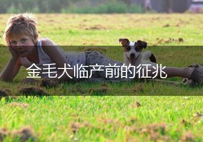 金毛犬临产前的征兆