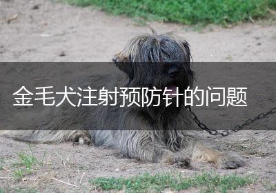 金毛犬注射预防针的问题