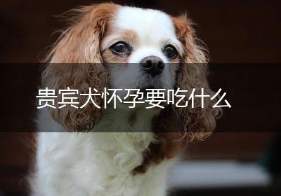 贵宾犬怀孕要吃什么