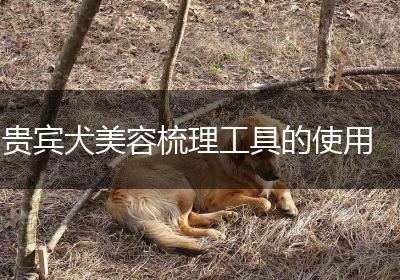贵宾犬美容梳理工具的使用
