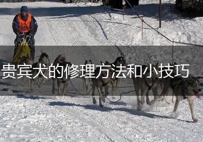 贵宾犬的修理方法和小技巧