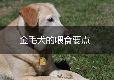 金毛犬的喂食要点