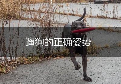 遛狗的正确姿势